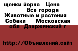 щенки йорка › Цена ­ 15 000 - Все города Животные и растения » Собаки   . Московская обл.,Дзержинский г.